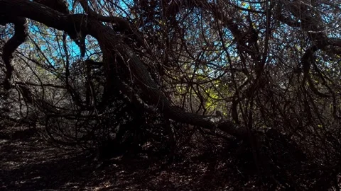 Live Oak Tree Stock Footage 323821972
