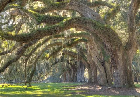Live oak tree Stock Photos