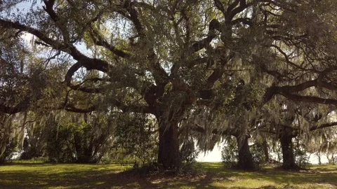 Live Oak Trees and a Canopy of Spanish Moss Stock Footage 127071496