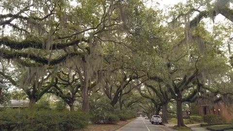 Live Oak Trees Canopy Dripping with Spanish Moss Stock Footage 123810184