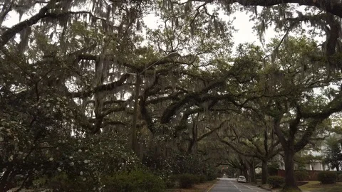 Live Oak Trees Canopy Dripping with Spanish Moss Stock Footage 123810197