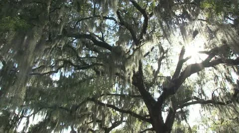 Live oak trees with Spanish moss Stock Footage 10815596