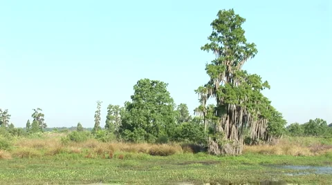 Live oak in wetlands Stock Footage 5065186