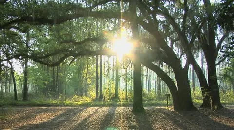 Live Oaks and Spanish Moss sunrise time-lapse Stock Footage