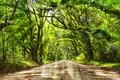 live oaks canopy Botany Bay Rd with sunrays peaking through 사진