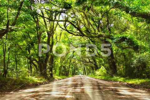 live oaks canopy Botany Bay Rd with sunrays peaking through