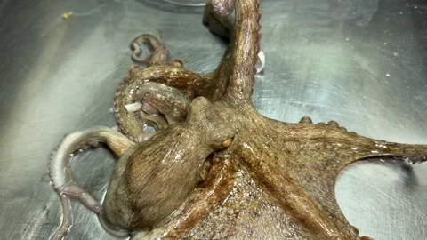 Live Octopus Moving on a Steel Table, Exotic Japanese Food Discovery Stock Footage 343618117