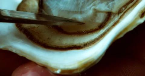 Live opened oyster Stock Footage 161108597