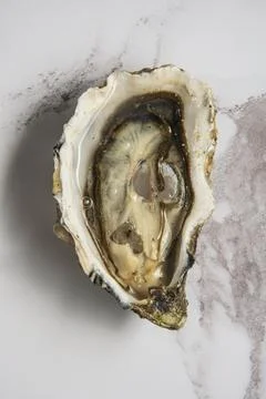 Live Oyster Stock Photos
