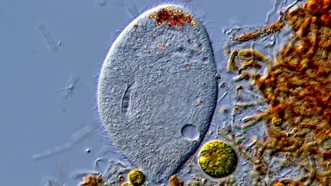Live Paramecium Under the Microscope in Ultra HD Video 動画素材 317956772