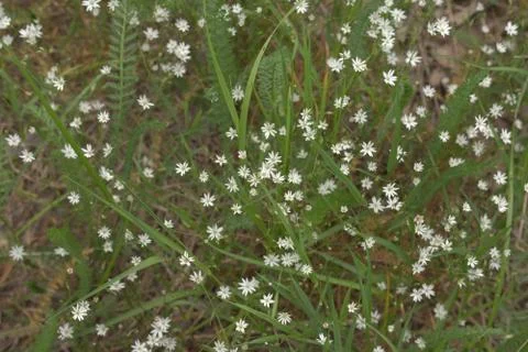 Live pattern filled with white flowers of Greater stitchwort on the meadow Stock Photos