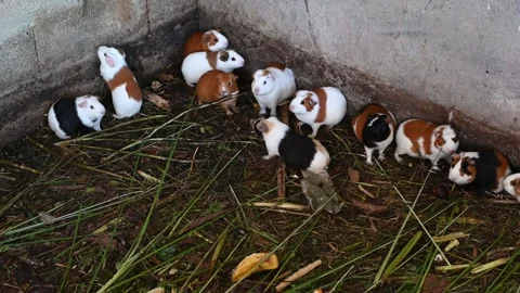 Live Peruvian guinea pigs Cavia porcellus , domestic guinea pigs in Peruvian Stock Footage 311673500