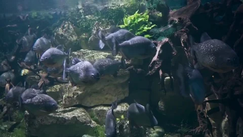Live piranhas Video stock 74275319