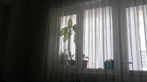 Live potted flowers in front of the window with curtains, Stock Footage 123673139