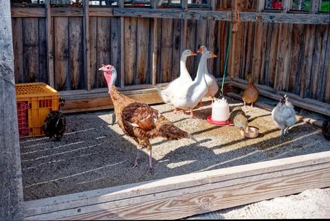 Live poultry at the fair Stock Photos