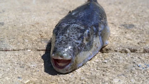 Live Puffer Fish On Land in clear coastal habitat search demand stock value Vídeo Stock 340039569