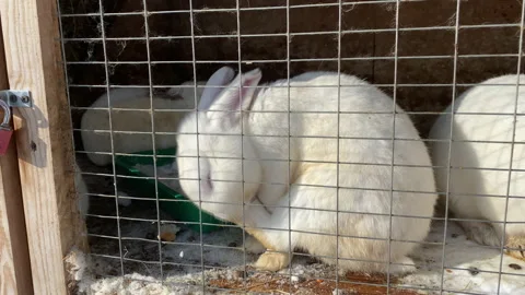 A live rabbit cleans its paws in the pen in the nursery. Video. Breeding animals Stockbeeldmateriaal 149168066