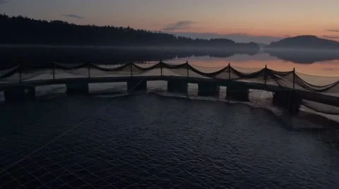 Live rainbow trout fingerlings transfer to the fish farming area. Video stock 64661908