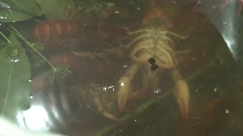 Live red crayfish cooked in a pot Stock Footage 114120290