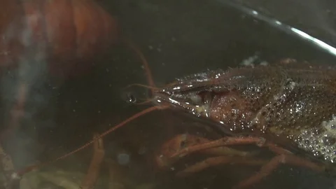 Live red crayfish cooked in a pot Video stock 114120376