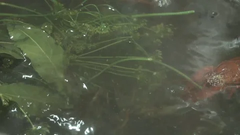 Live red crayfish cooked in a pot Video stock 114120377