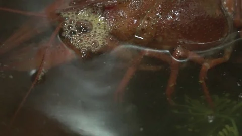 Live red crayfish cooked in a pot Video stock 114120502