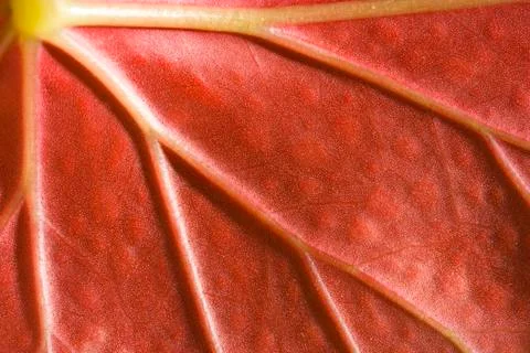 Live red leaf, macro background Stock Photos