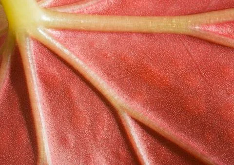 Live red leaf Stock Photos