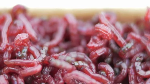Live red worms move. Bait for winter fishing. close-up Stock Footage 71954559