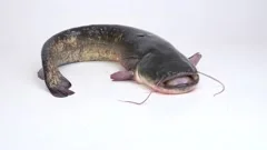 ugly catfish and mouth, Stock Video