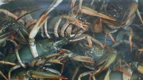 Live river crayfish in the aquarium Stock Footage 110805461