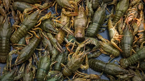 Live river crayfish closeup timelapse Stock Footage 67035981