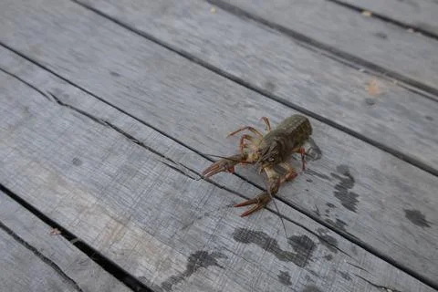 Live river crayfish crawling on an old wet wooden pier outdoors. Detailed c.. Fotos de archivo