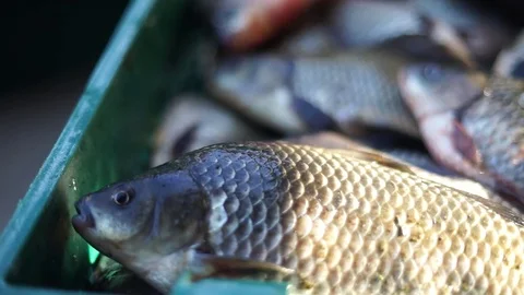 Live river fish in a box Stock Footage 85024716