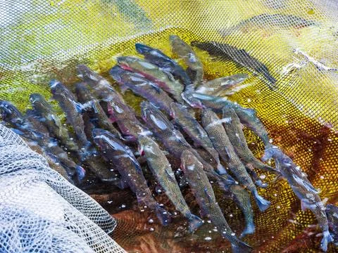 Live river trouts in net in pool, Armenia Stock Photos