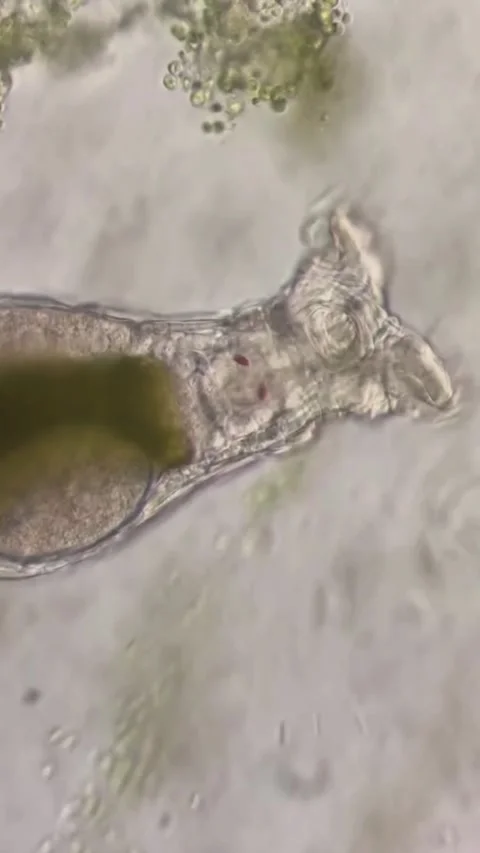 Live Rotifer Microorganism Captured Under Microscope in a Chinese Lab Stock Footage 338209692