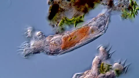 Live rotifer, under the microscope 400x magnification 스톡 동영상 310309991