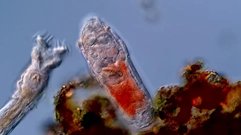 Live rotifer under microscopy view 400x 스톡 동영상 310311331