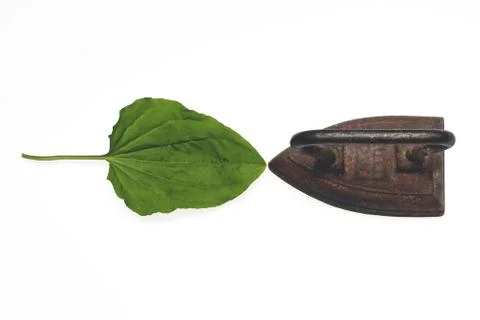 Live rust Stock Photos