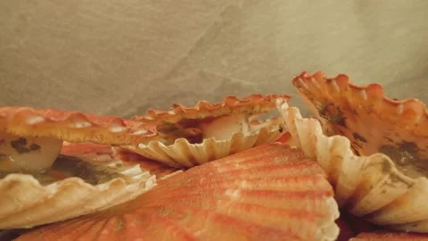 Live scallops open and close shells lying against wall Video stock 166067939