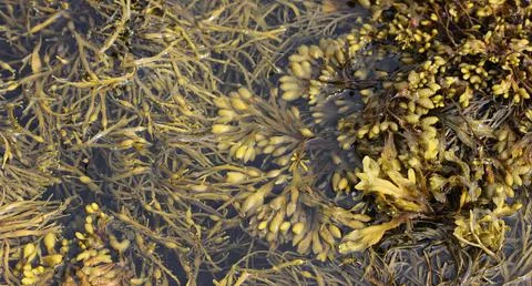 Live seaweed Stock Photos