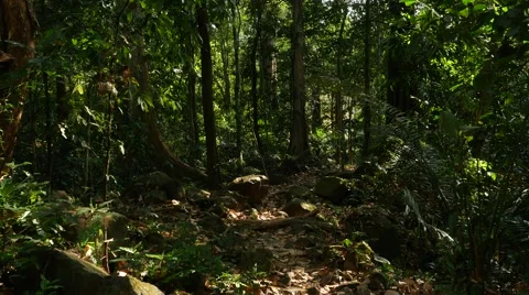 Live shady moving forest. High detail Stock Footage 48668207