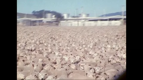 Live Sheep Prepared for Export from Tasmania, Australia, 1977 Vídeos de archivo 339870057