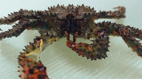 Live shellfish, mud crab trying to survive Stock Footage 46390027