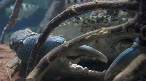 Live shellfish, mud crab trying to survive, breath in captivity Stock Footage 63508721