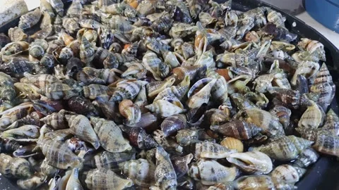Live shellfish snails on a market stall, Cebu, Philippines 4k 60 Stock Footage 145785214