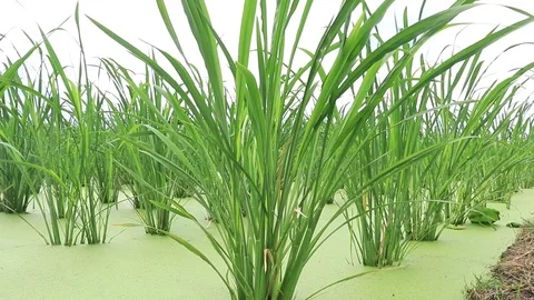Live-shooting-of-new-large-scale-rice-video Stock Footage 126231942