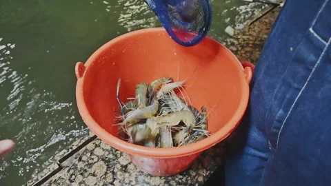 Live shrimp being transferred into a bucket Stock Footage 342371228