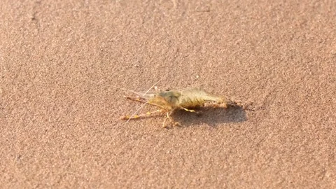 Live shrimp on the shore. Stock Footage 248237259