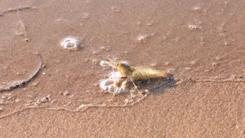 Live shrimp on the shore. Stock Footage 248237273